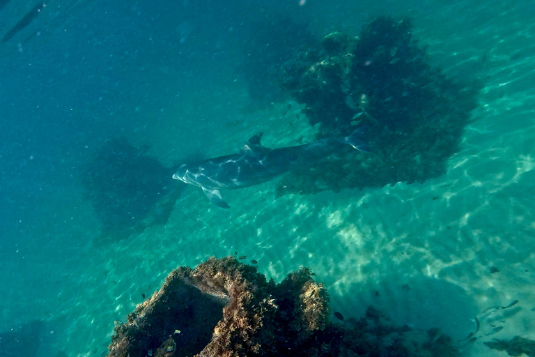 Fort Lauderdale: esnórquel, kayak y surf de remo con arrecifes y esculturasFort Lauderdale: Snorkel, Kayak &amp; SUP w/Reefs &amp; Sculptures