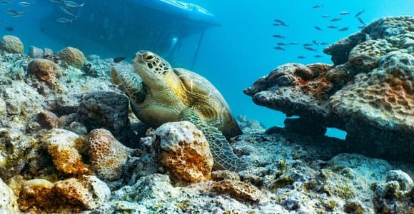 Triolet: Submarine Dive with Hotel Transfers