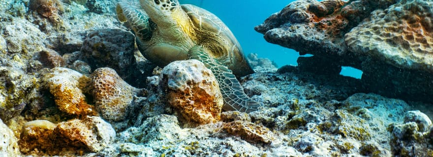 Triolet : plongée sous-marine avec transferts depuis l'hôtel