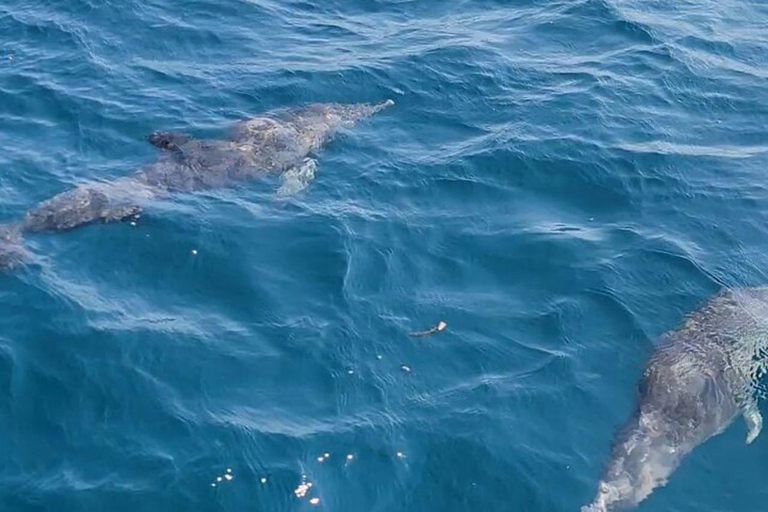 Diani: Wasini Island Dolphin Safari & Snorkeling