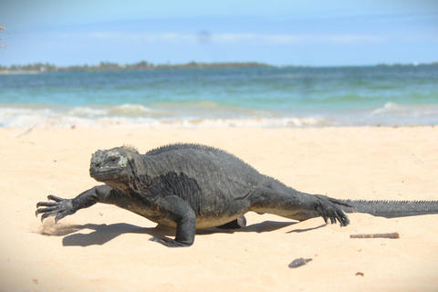 GALÁPAGOS: Island hopping trip, including Quito 12 days GALÁPAGOS: Island Hopping Tour, including Quito 12 days