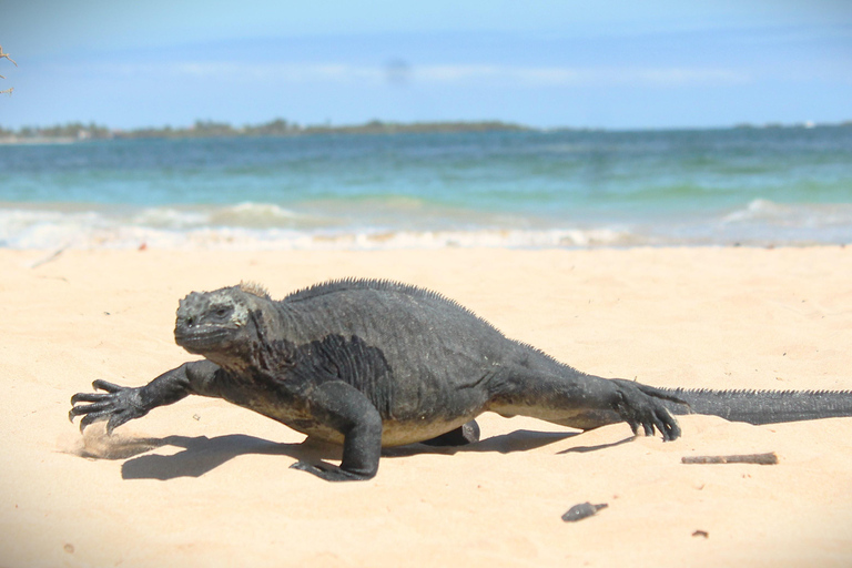 GALÁPAGOS: Island hopping trip, including Quito 12 days GALÁPAGOS: Island Hopping Tour, including Quito 12 days