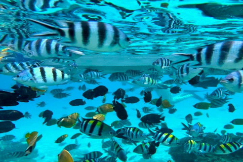 Zanzibar: snorkelen en dolfijnen kijken op Mnemba Island