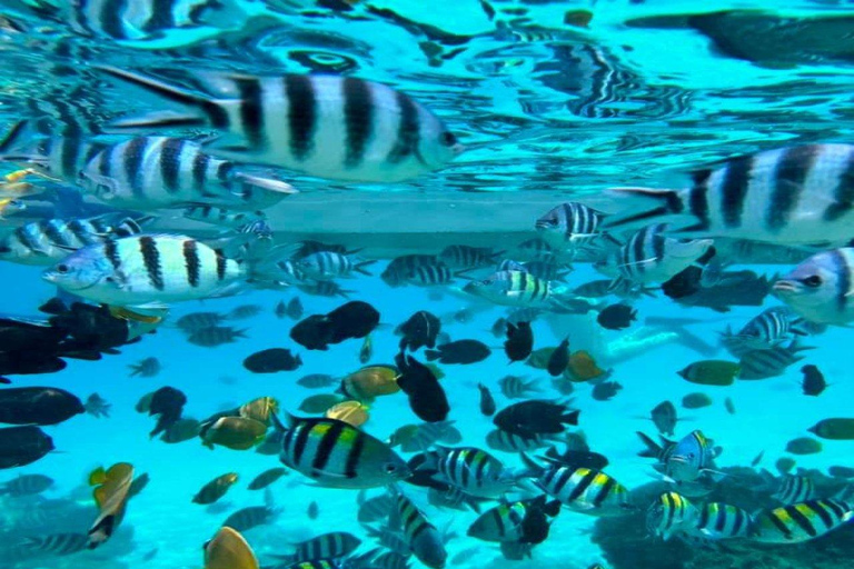 Zanzibar: snorkelen en dolfijnen kijken op Mnemba Island