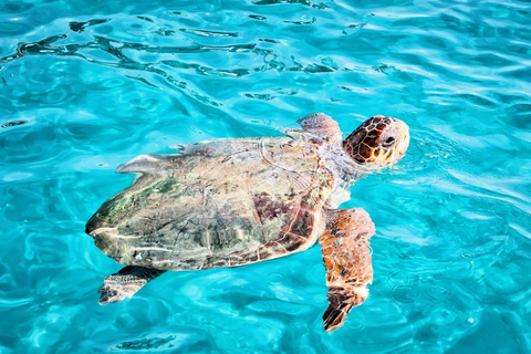 基利尼：扎金索斯岛游船之旅含午餐及橄榄油品鉴基利尼：扎金索斯岛游船之旅含午餐与橄榄油品鉴