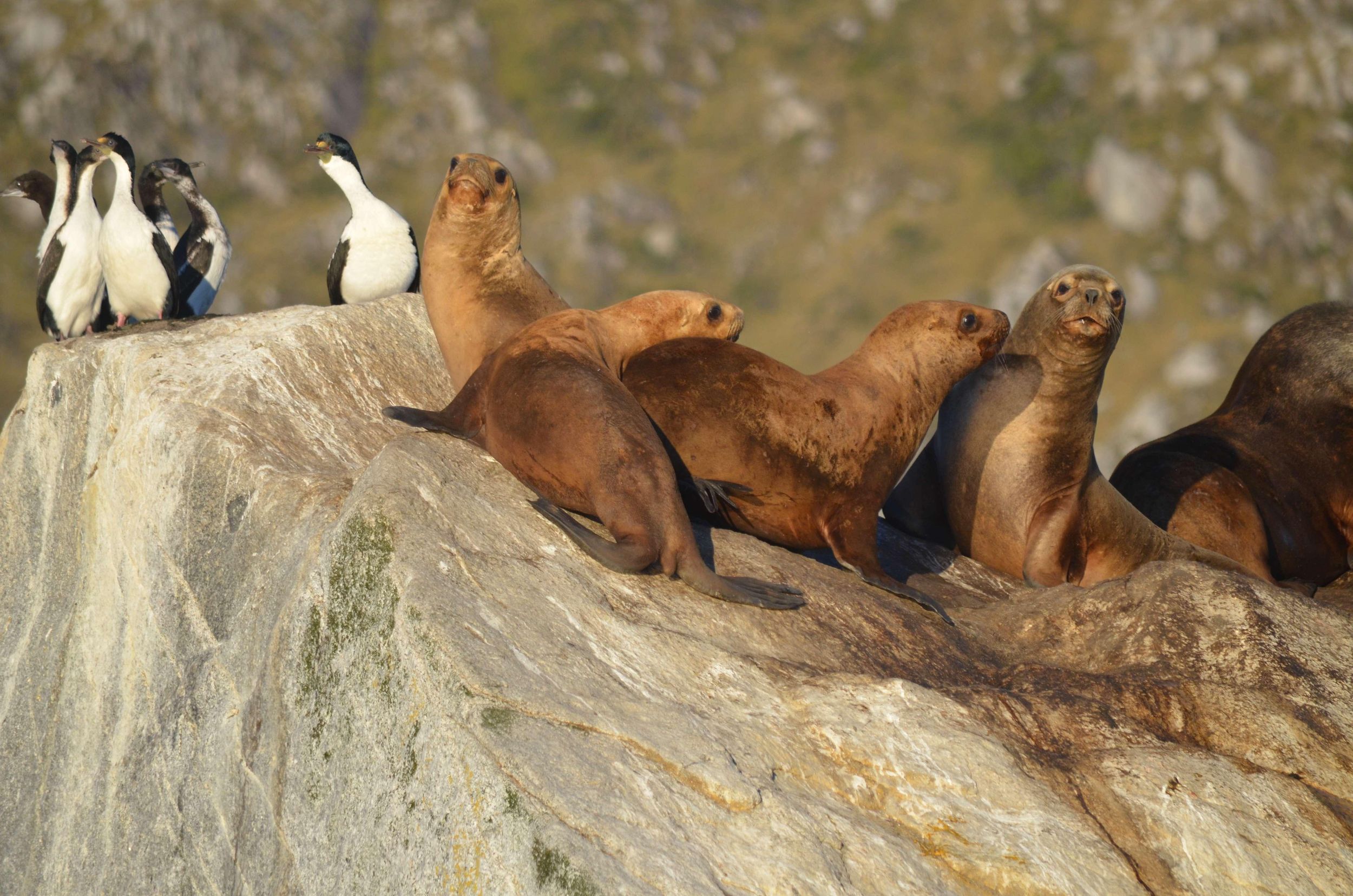 Ushuaia: Beagle Kanal Katamaran Tour