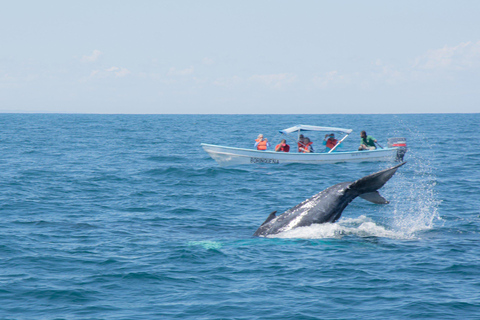 Samaná: Whale Watching Tour with Snacks