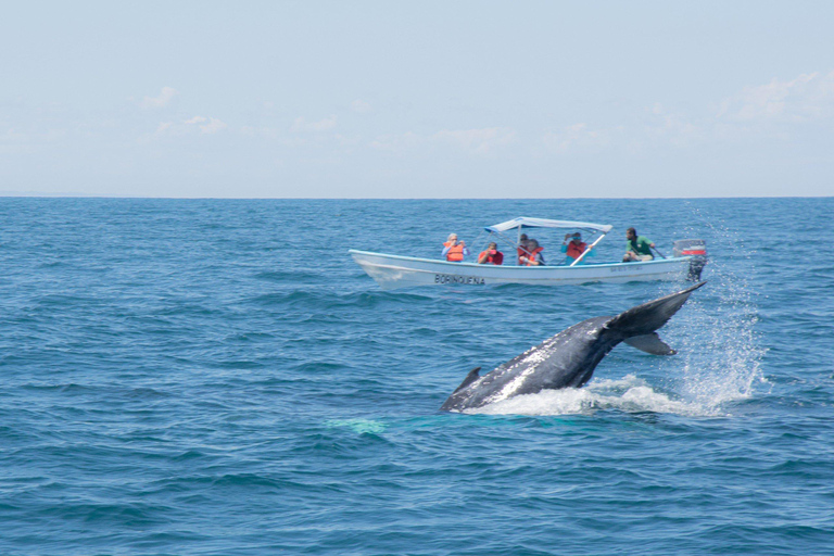 Samaná: Whale Watching Tour with Snacks