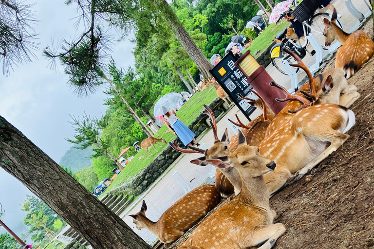 Depuis Kobe : visite privée de Nara avec prise en charge à l&#039;hôtel