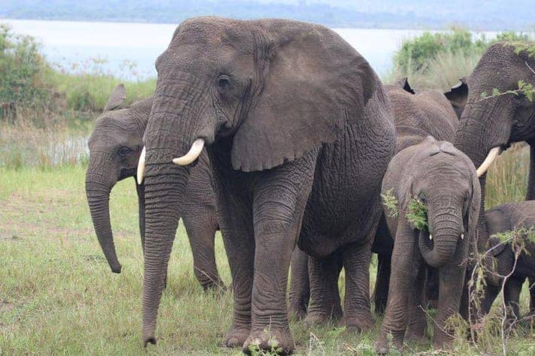 Private 1 Day Akagera Safari with Pick-up and Lunch. Private 1 day Akagera safari with pick up and lunch.