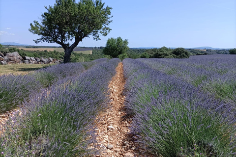 Provençaalse elegantie: Odyssee van lavendel, olijfolie en wijn