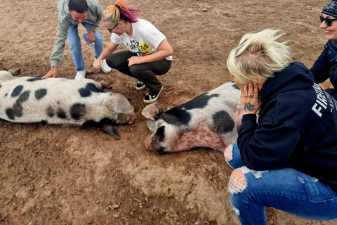 Stirling: Harmony Fields Animal Sanctuary Guided Tour