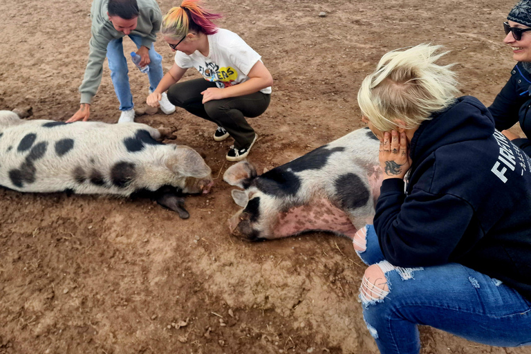 Stirling: Harmony Fields Animal Sanctuary Guided Tour