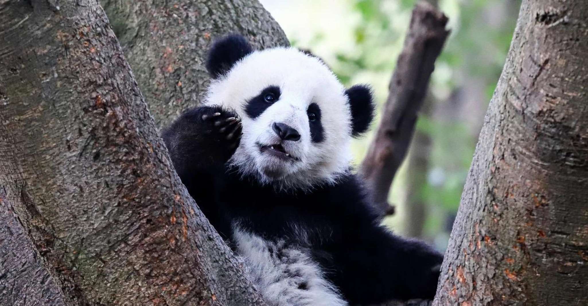 Chengdu Panda Breeding Center Ticket +Optional Guide/Driver - Hizvo