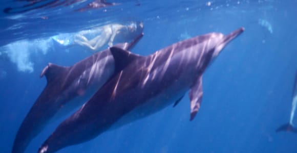 Le Morne Mauritius : Eco-Friendly Dolphins Watching&Swimming