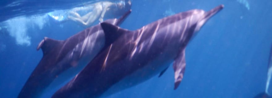 Le Morne : sortie en bateau privée et respectueuse de l'environnement à la rencontre des dauphins