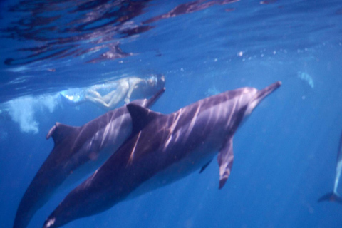 Amanecer con delfines, observación y nado, snorkel y Crystal Rock.Amanecer con delfines, observación y nado, snorkel y roca cristalina.