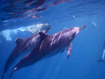 Le Morne: Privat båttur med delfinkikking og svømming
