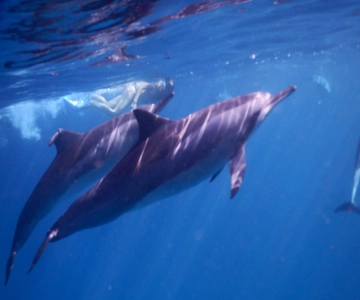 Le Morne: Tour privato in barca per l'avvistamento dei delfini e per il nuoto