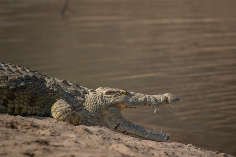 Chobe Ganztagessafari mit Victoria Falls Sunrise Tour Combo