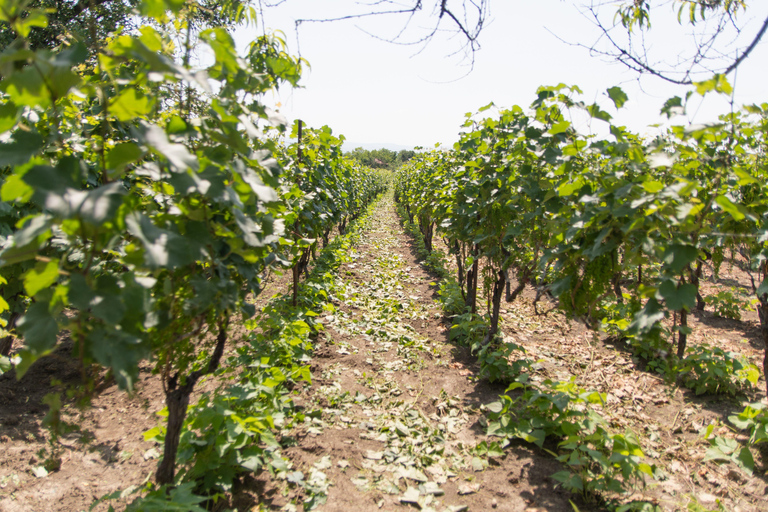 Tbilisi: Kakheti Wine, Harvest & Local Life Tour