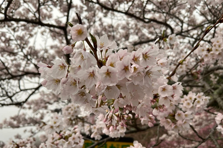 Tokyo: Mt. Fuji & Gotemba Premium Outlets Private Day Tour