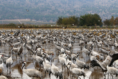Jaipur: Bharatpur Bird Sanctuary Day Trip with Transfer