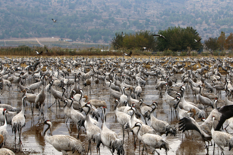 Jaipur: Bharatpur Bird Sanctuary Day Trip with Transfer