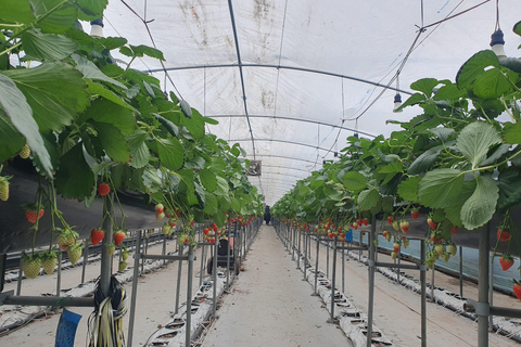 Pocheon Day Trip with Herb Island, Hantan GEO Park &amp; Others