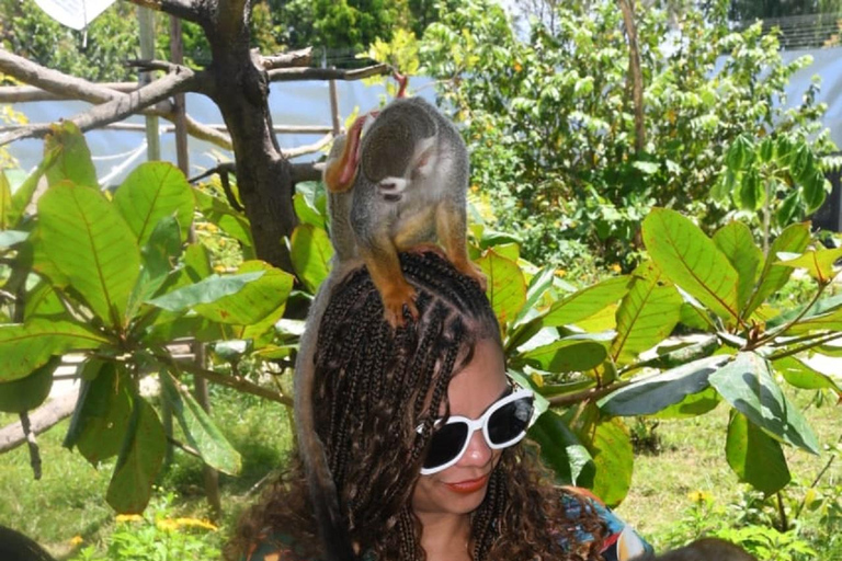 普拉塔港：从泰诺湾/安伯湾出发的猴子之旅和城市之旅普拉塔港：塔伊诺湾/安伯湾的猴子之旅和城市之旅