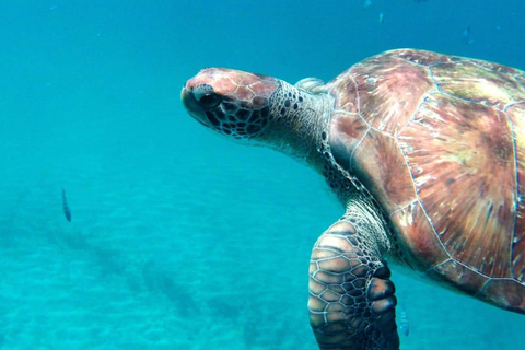 Poznaj żółwie: wycieczka z przewodnikiem po nurkowaniu w São PedroPoznajcie żółwie: wycieczka z przewodnikiem z nurkowaniem w São Pedro