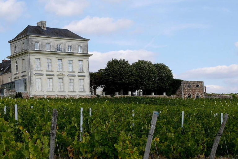 Angers: Guided Wine Tour at Château d'Avrillé with Tasting