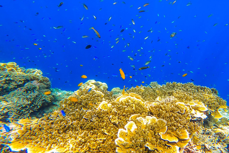 Cebu: Mantayupan Falls and Moalboal Sardines & Turtle Tour