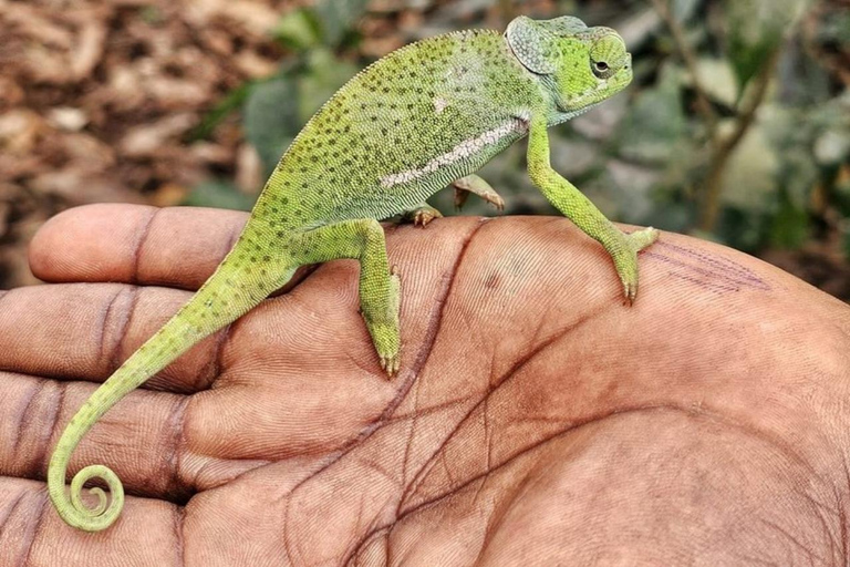 Zanzibar: Floresta de Jozani, centro de borboletas e praia de MtendeTour particular com traslado de ida e volta no hotel incluído