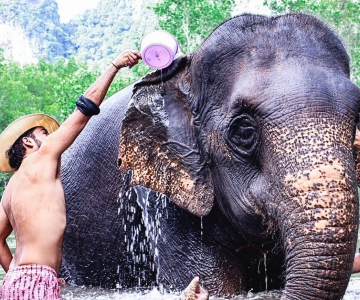 Krabi: Badeøkt for elefanter på Krabi Elephant Shelter