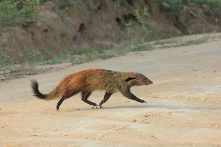 Från: Hikkaduwa/ Galle/ Unawatuna/ Talpe - YALA Safari