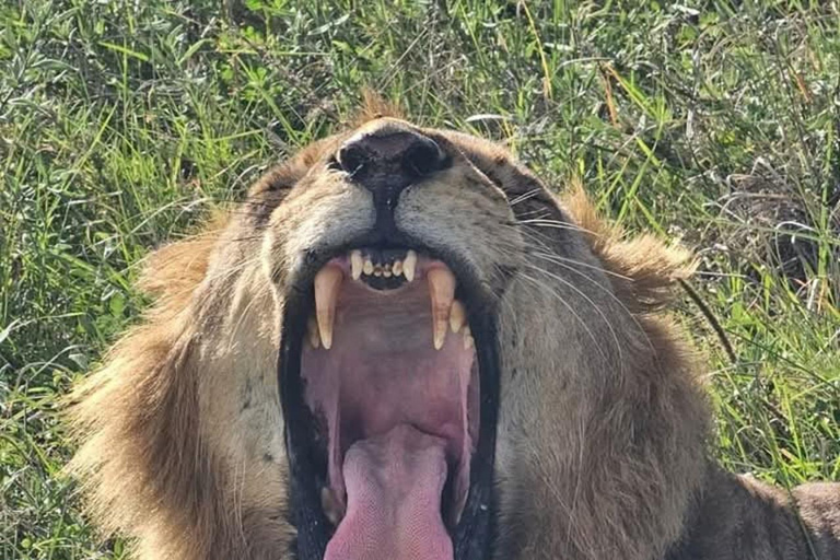 Halvdagsutflykt till Nairobis nationalpark med upphämtning från hotell