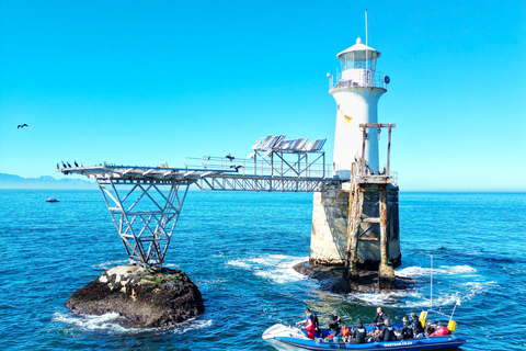 Inmersión en Ciudad del Cabo: 2 inmersiones para buceadores certificados