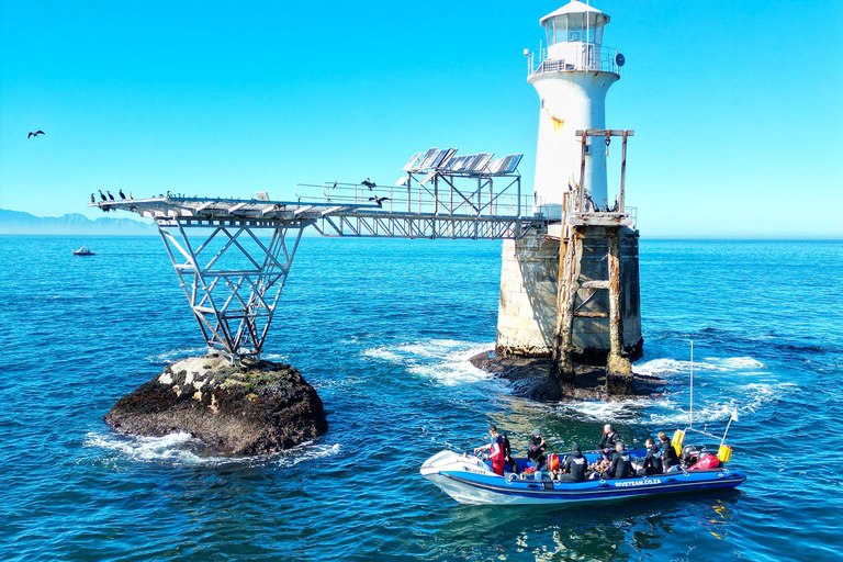 Inmersión en Ciudad del Cabo: 2 inmersiones para buceadores certificados
