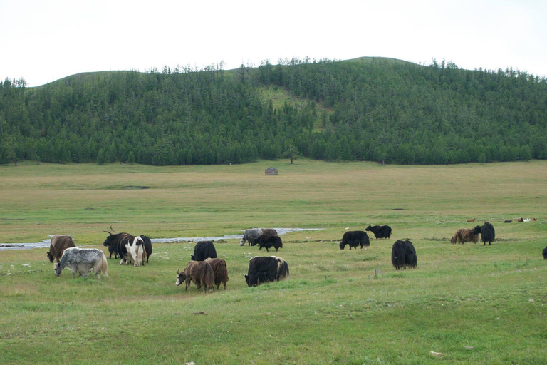 Ulaanbaatar: Terelj National Park 2-Day Tour & Horse Ride