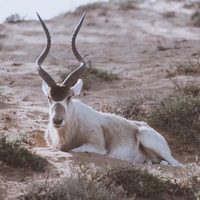 Agadir ou Taghazout Souss Park Animaux sauvages - Hizvo