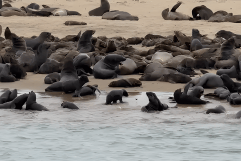 Côte des squelettes : visite guidée de Cape Cross et Henties BayCôte des squelettes : Cape Cross et Henties Bay - Visite guidée