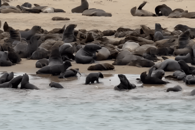 Côte des squelettes : visite guidée de Cape Cross et Henties BayCôte des squelettes : Cape Cross et Henties Bay - Visite guidée