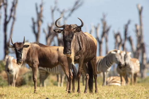 Nairobi: Horseback Wildlife Safari with Transfers and Lunch