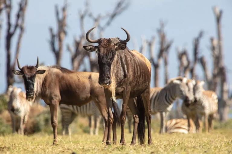 Nairobi: Horseback Wildlife Safari with Transfers and Lunch