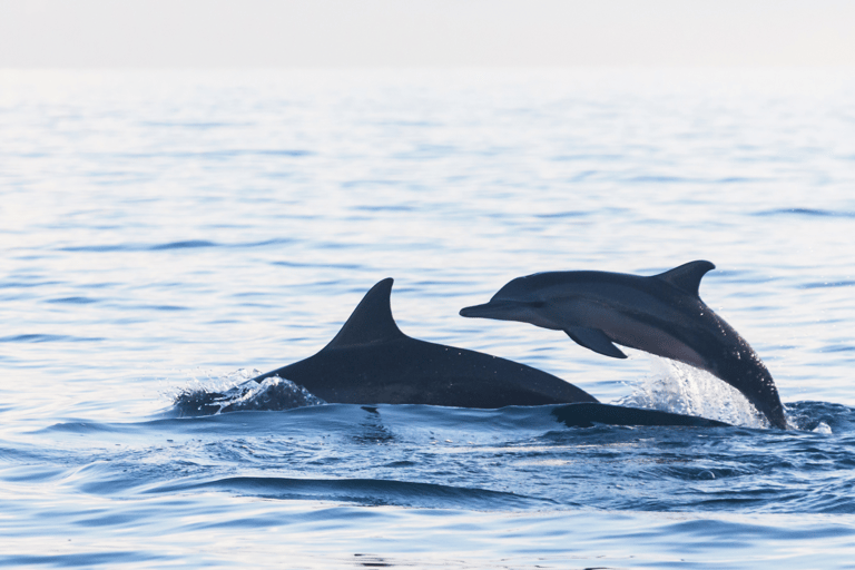 Djerba: Piratenboot-Ausflug mit Djerbay