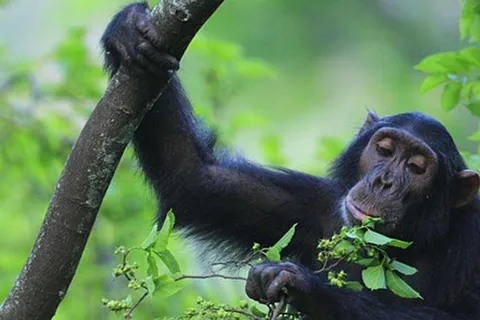 Three-day chimpanzee trekking adventure in Mahale NP
