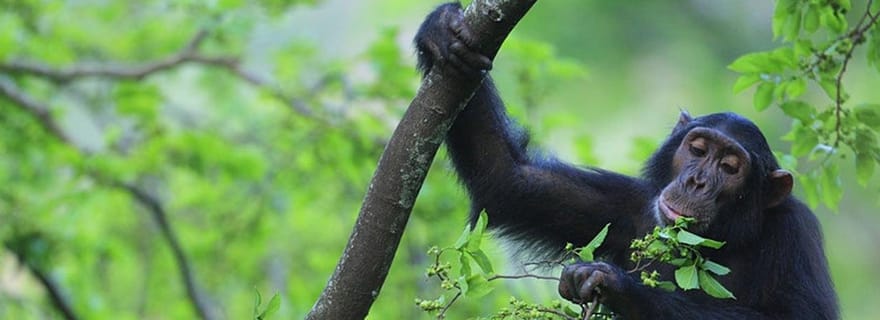 Trekking de trois jours à la rencontre des chimpanzés dans le parc national de Mahale