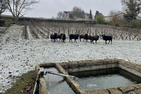 L'expérience du vignoble de Champagne : Plongez dans le terroirExpérience dans les vignobles de Champagne en anglais