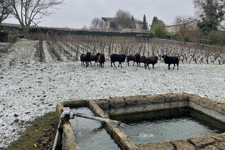 Experiência nos vinhedos de Champagne: Mergulhe no terroirExperiência no vinhedo de Champagne em inglês